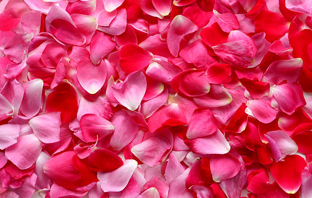 Assorted Rose Petals
